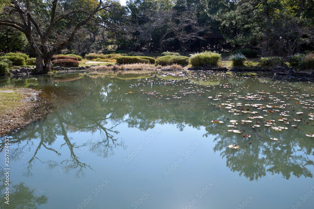 水温む日本庭園の池にスイレンの葉が広がり始めた風景 水温む日本庭園の池にスイレンの葉が広がり始めた風景