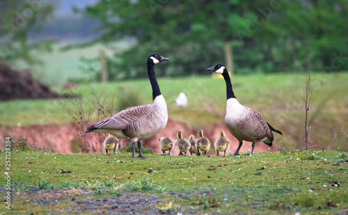 A breeding pair of Canada geese (Branta canadensis) with six goslings walks on a grassy field at the Wood Lane Nature Reserve in Shropshire, England.