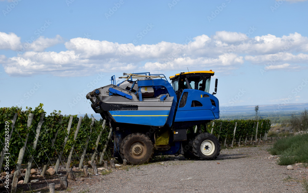 Tractor cosechando uvas