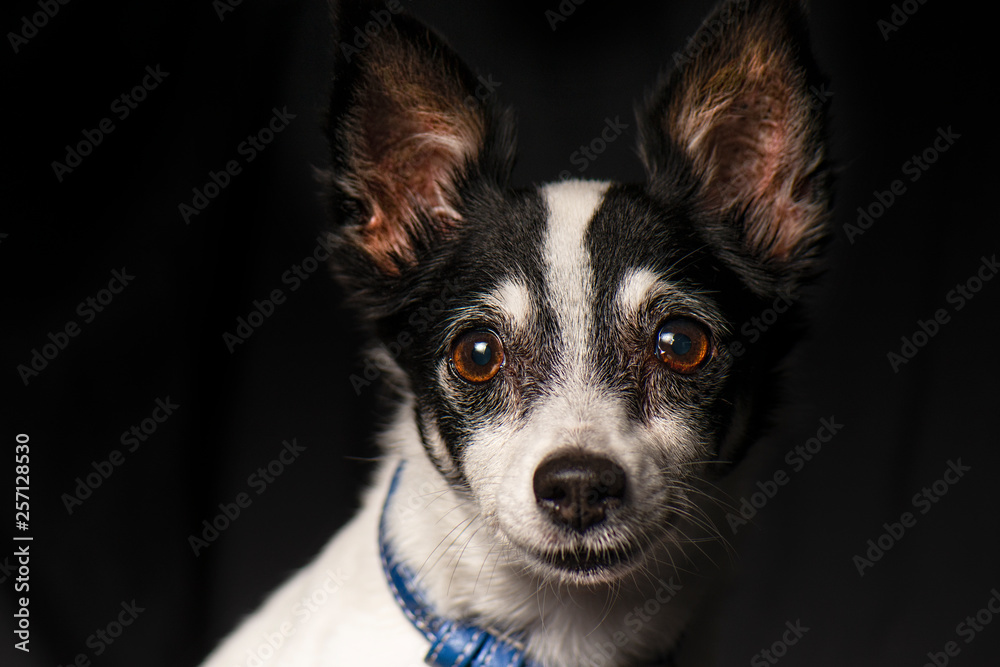 Miniature Fox Terrier Miniature Fox Terrier
