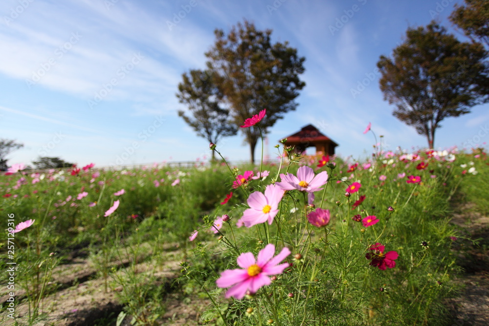コスモスの丘