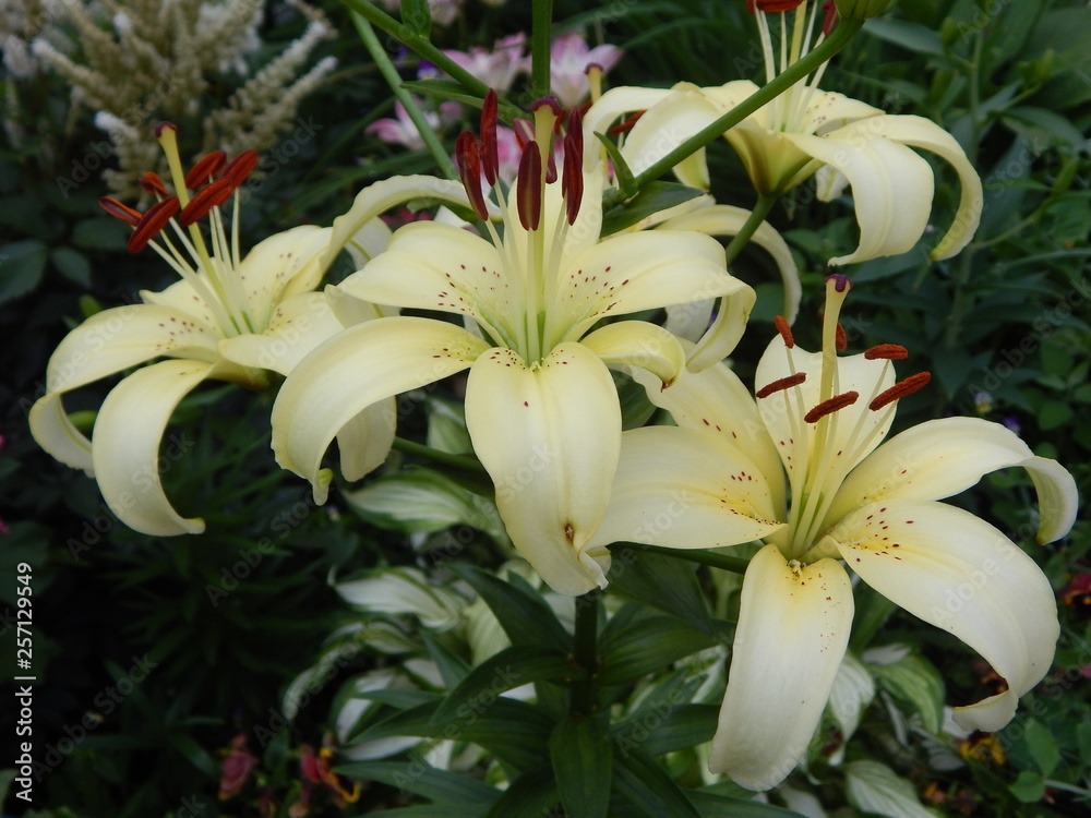 lilies in the garden