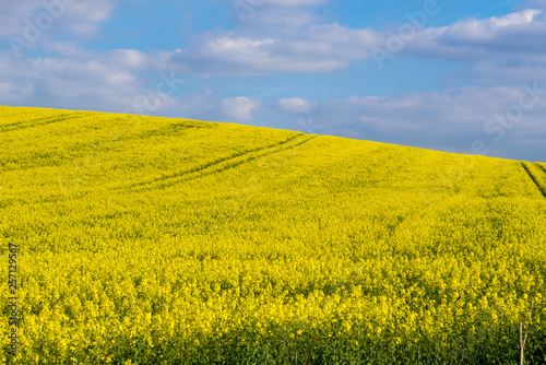 beautiful field of cultivation of bright yellow rapeseed plant on a sunny day  used to generate renewable and clean energies  canola oil  biodiesel  landscape of France with curved lines and trees