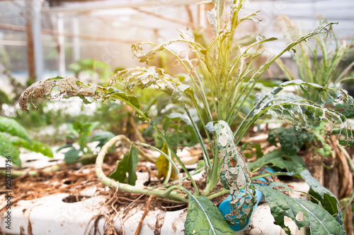 Insect pest hydroponics vegetables damaged by pest and disease
