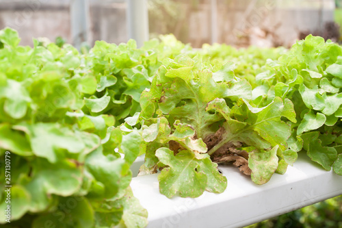 Insect pest hydroponics vegetables damaged by pest and disease