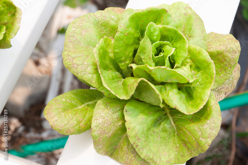 Insect pest hydroponics vegetables damaged by pest and disease