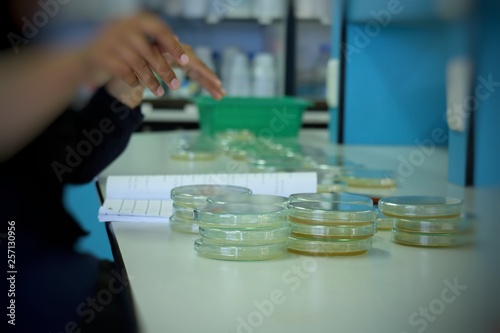 Petri dish for culture in laboratories. and Bacterial colonies culture on selective agar media in lab. - Image