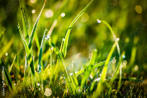 Closeup dew on top of grass for green background. Macro photo of water drops on green grass. Spring, summer seasonal background with green grass. Drops of dew on the beautiful green grass background.