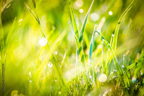 Closeup dew on top of grass for green background. Macro photo of water drops on green grass. Spring  summer seasonal background with green grass. Drops of dew on the beautiful green grass background.