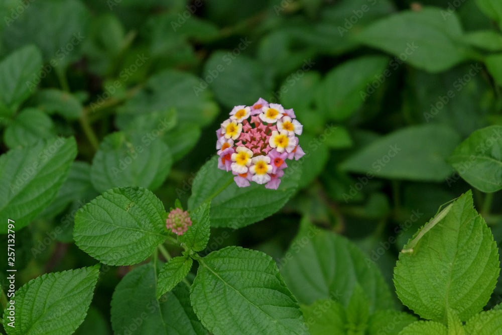 Lantana camara is a species of flowering plant within the verbena family, native to the American tropics. top view. Indonesia Lantana camara is a species of flowering plant within the verbena family, native to the American tropics. top view. Indonesia