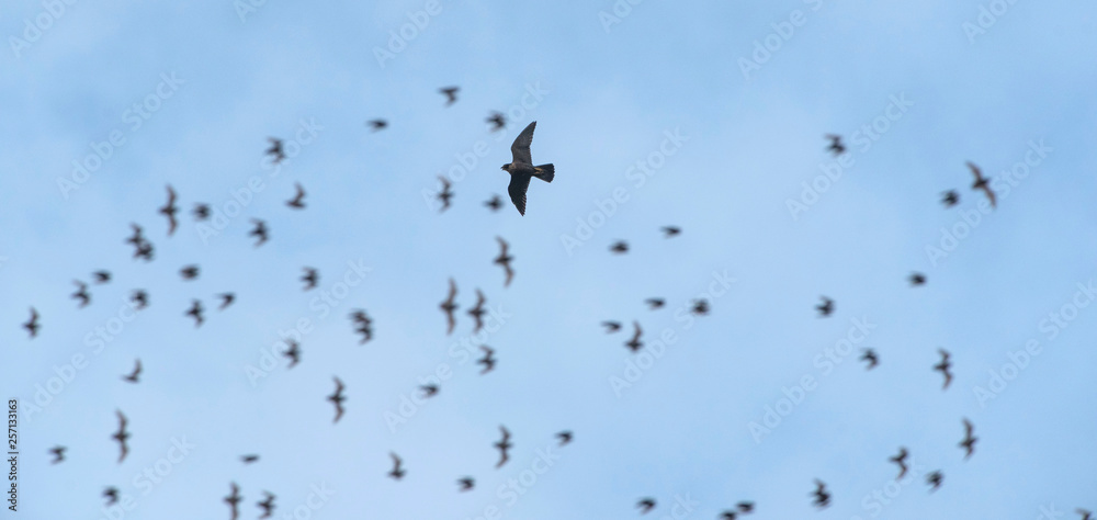  Peregrine falcon attack bats