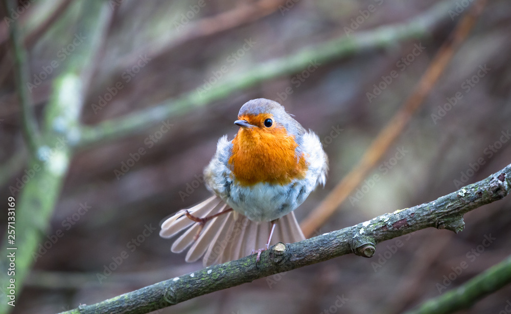 Fototapeta premium A European robin (Erithacus rubecula) shakes its foot and ruffles its feathers while perched on a branch in Shropshire, England.