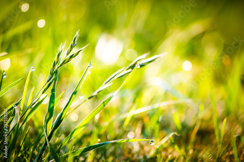 Closeup dew on top of grass for green background. Macro photo of water drops on green grass. Spring, summer seasonal background with green grass. Drops of dew on the beautiful green grass background.