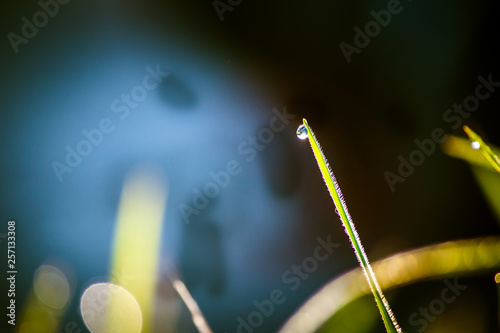 Closeup dew on top of grass for green background. Macro photo of water drops on green grass. Spring, summer seasonal background with green grass. Drops of dew on the beautiful green grass background.