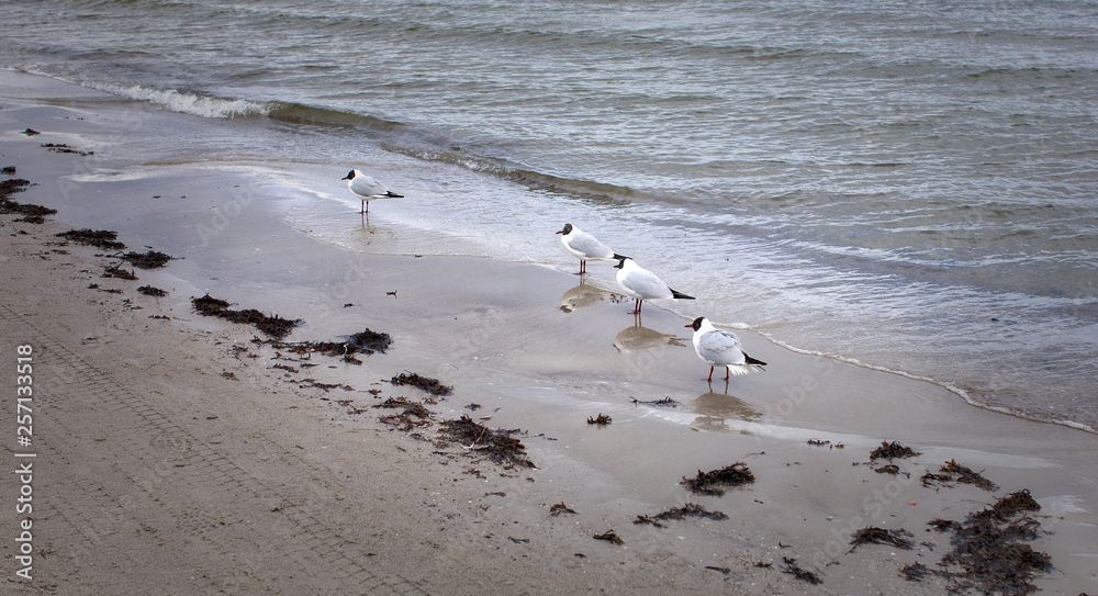 Fototapeta premium Seagulls...