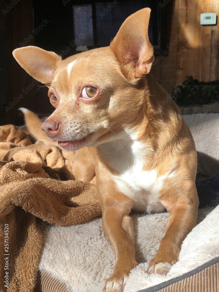 Tan Chihuahua Nellie