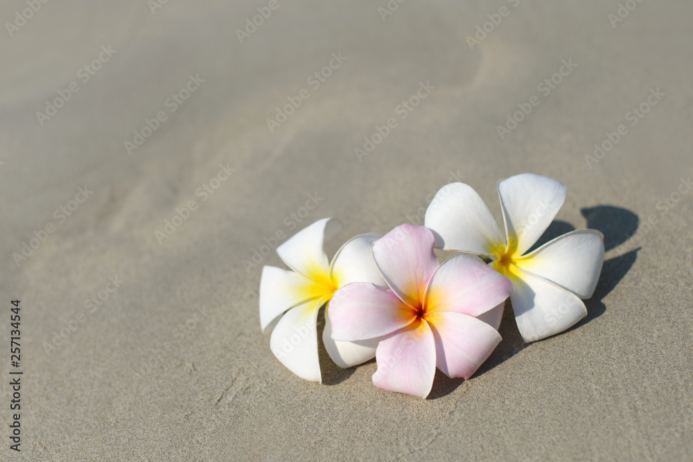 White and pink plumeria frangipani flowers on sandy beach in front of sea coast. Tropical exotic view. Travel vacation concept. Free copy space. White and pink plumeria frangipani flowers on sandy beach in front of sea coast. Tropical exotic view. Travel vacation concept. Free copy space.