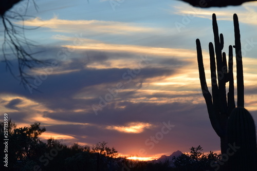 Cactus Sunset 05