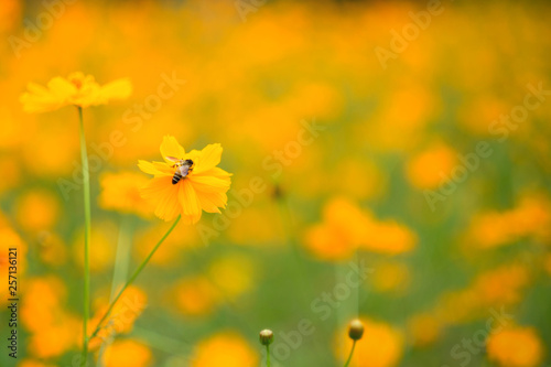 Fototapeta Naklejka Na Ścianę i Meble -  The bee on cosmos flower in the field.