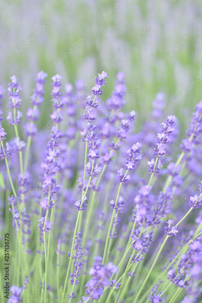 Naklejka premium ラバンディン系ラベンダー畑