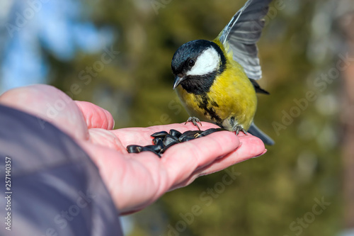 Bird tit sits on the palm of a man with seeds, the concept of caring for animals in nature in winter, close-up