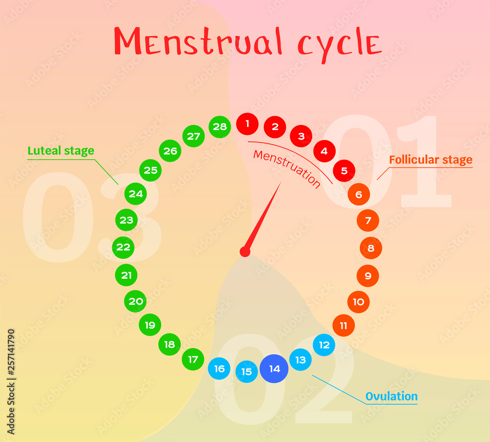 Vector Diagram Of The Female Menstrual Cycle Phases Of The Female