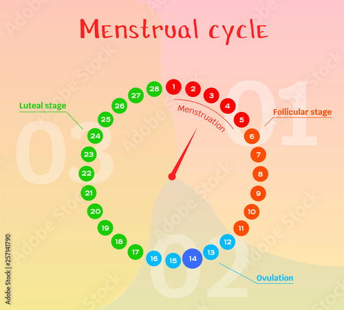 Vector diagram of the female menstrual cycle. Phases of the female cycle in the calendar: follicular phase, ovulation, luteal phase, menstruation.