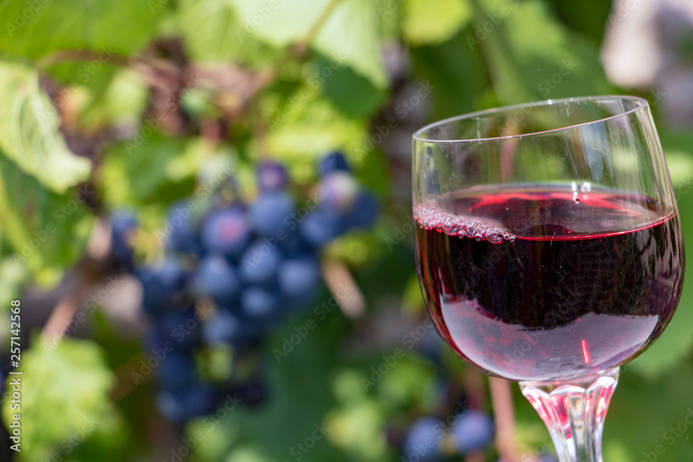 Red wine into the glass, on a background of blue grapes on a vineyard.