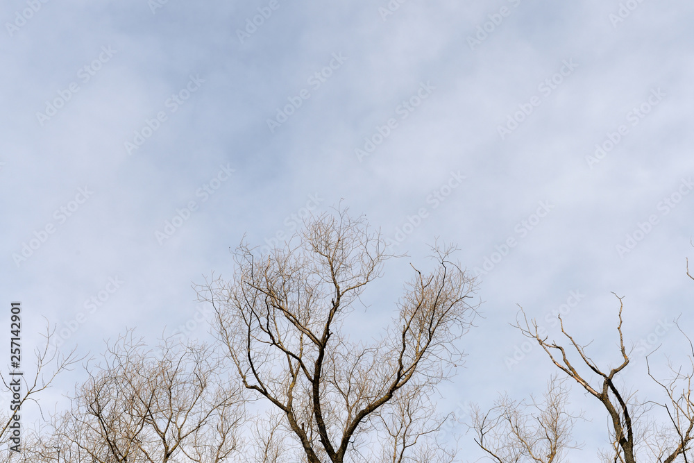 Crowns of trees in spring against the cloudy sky as background Crowns of trees in spring against the cloudy sky as background
