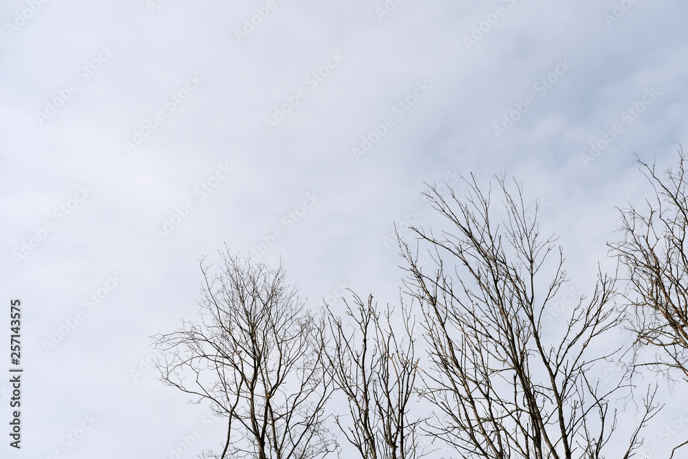 Crowns of trees in spring against the cloudy sky as background Crowns of trees in spring against the cloudy sky as background