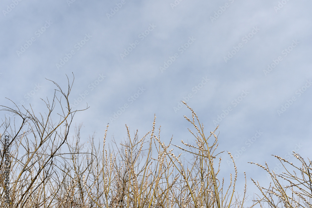 Obraz premium Crowns of trees in spring against the cloudy sky as background