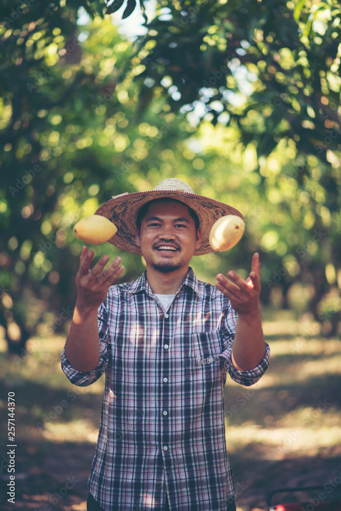 Young Asian farmer picking and show mango fruit in organic farm, Thailand