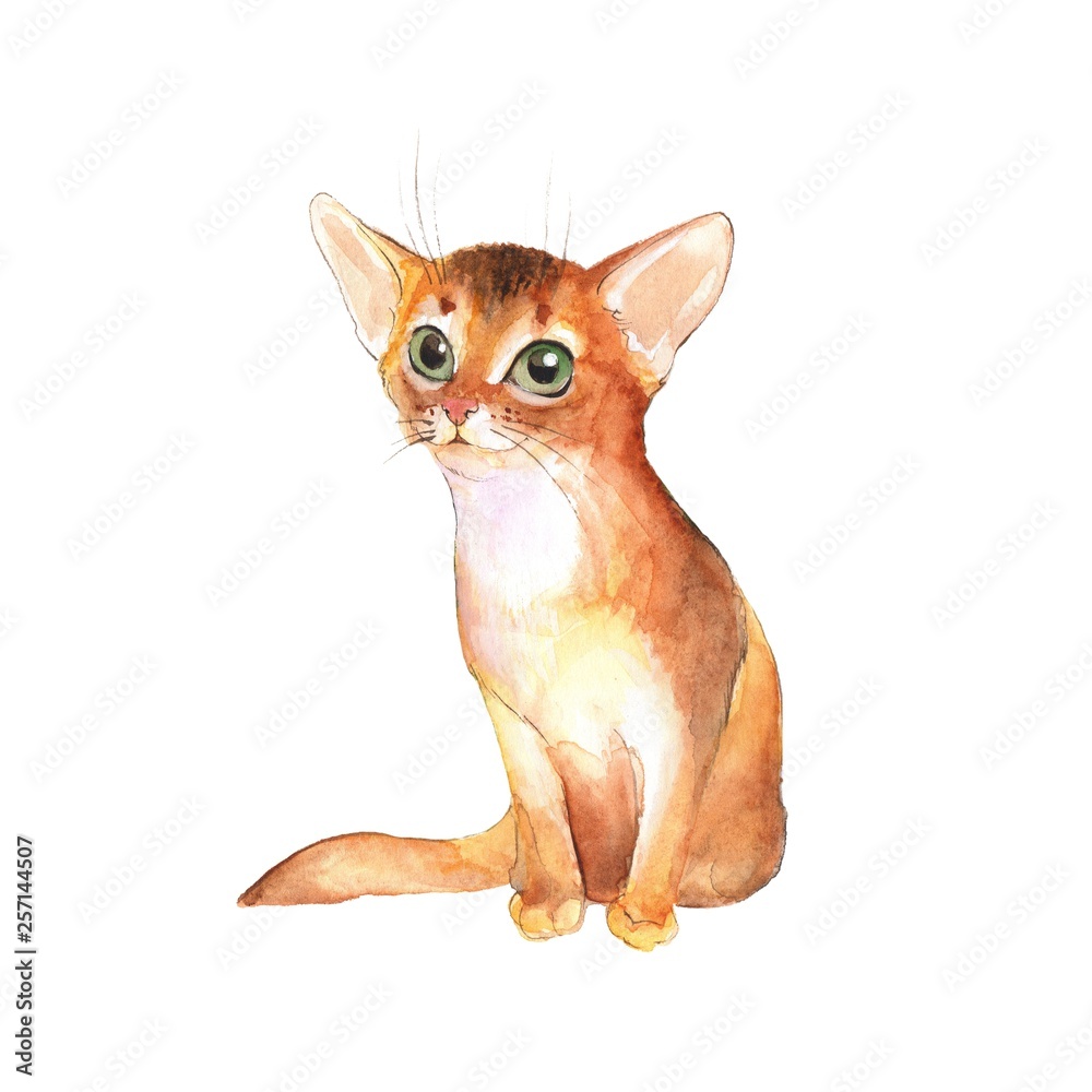 Cute kitten, isolated on white. Cat watercolor illustration