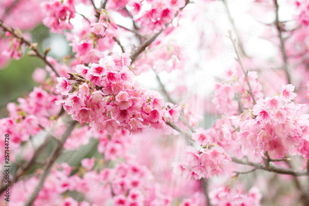 Beautiful pink flower blossom is Sakura in winter season on Doi Ang Khang, Chiang Mai, Thailand. Beautiful pink flower blossom is Sakura in winter season on Doi Ang Khang, Chiang Mai, Thailand.