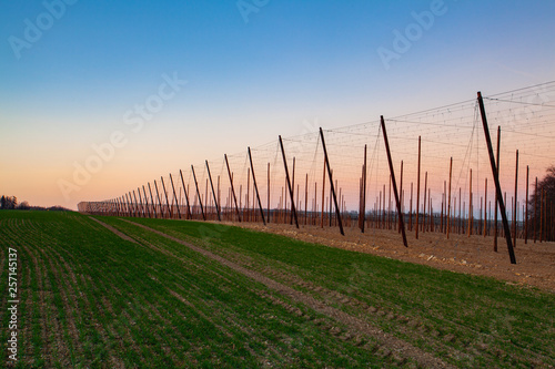 The hops plantation in the spring at sunset.