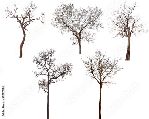 Collection of dead trees silhouettes isolated on white background