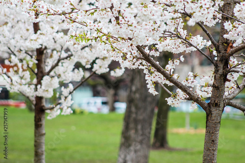 Cherry blossoms in spring
