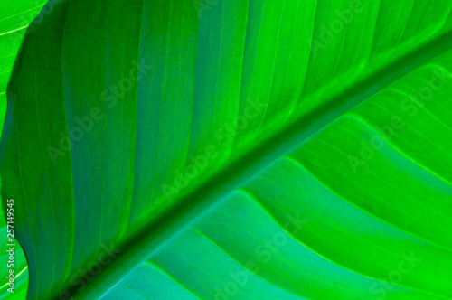 green leaf of a plant close up