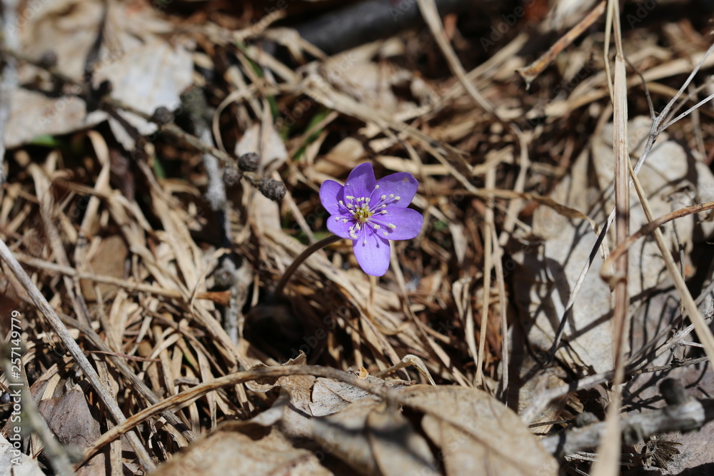 anemoni 4 anemoni 4