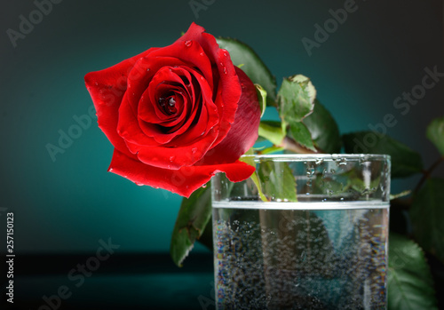 Rose flower in a glass of water. Flowers on a blue background