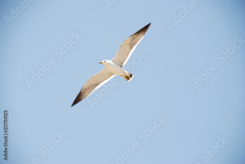 Fly Bird