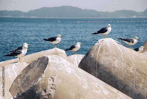 Fly Bird