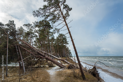 Broken pine trees on coast of Baltic sea.