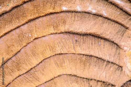 Camel hair style texture 