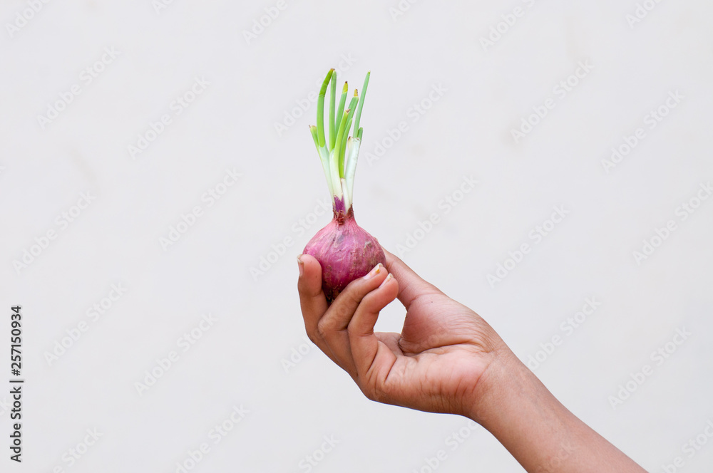 A girl is holding onion in her hand 