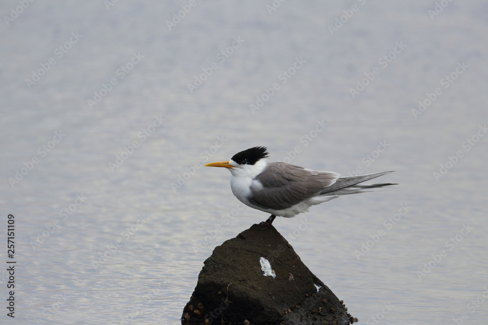 greater crested tern greater crested tern