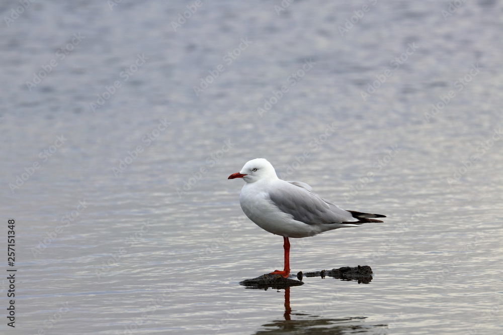 silver gull silver gull