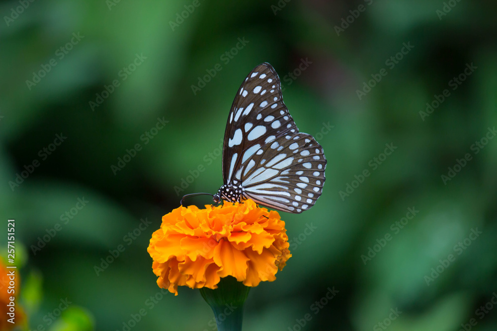 Blue Spotted Milkweed Butterfly sitting on the Marigold flower plants and drinking Nectar Blue Spotted Milkweed Butterfly sitting on the Marigold flower plants and drinking Nectar
