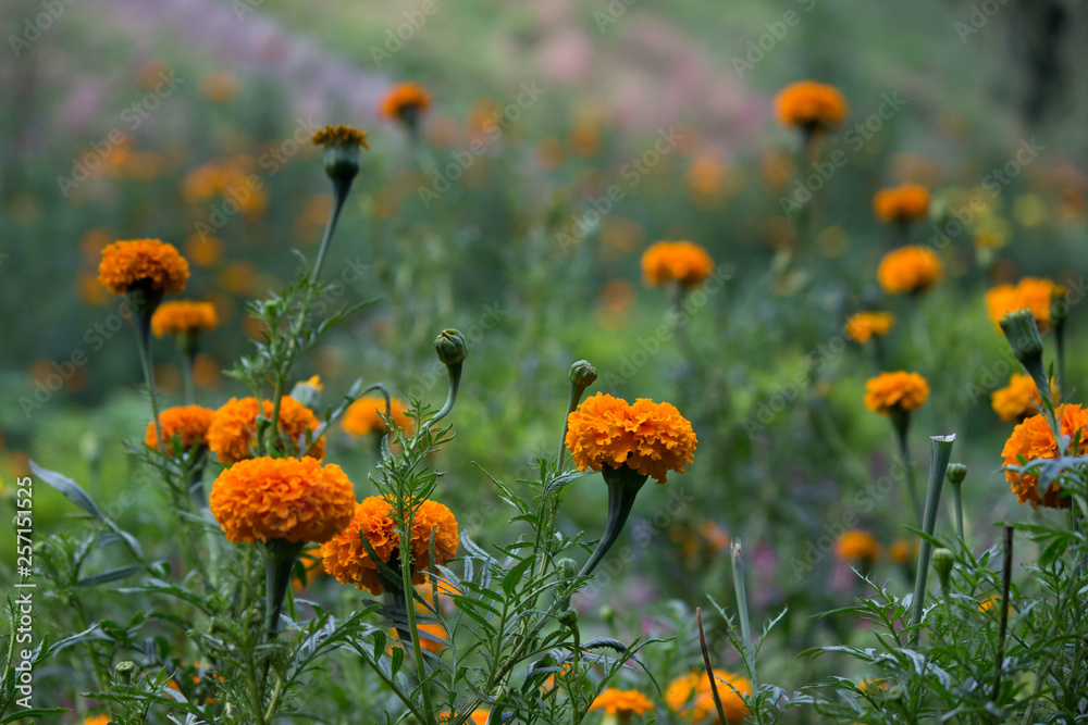 Marigold Flowers blooming away in natural light during Spring Season