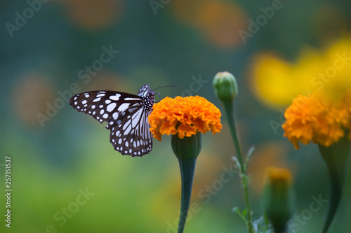 Blue Spotted Milkweed Butterfly sitting on the Marigold flower plants and drinking Nectar
